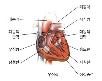 심장